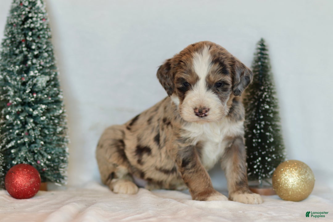 Bernedoodle dogs for sale: Alpine - Ad 1