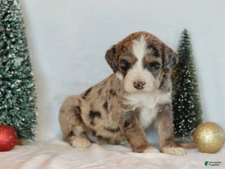 Bernedoodle dogs Alpine - Ad 37