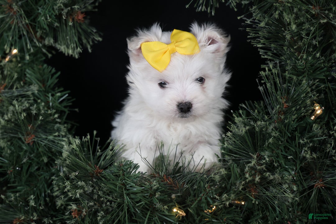 Maltese dogs for sale: ALEX - Ad 18