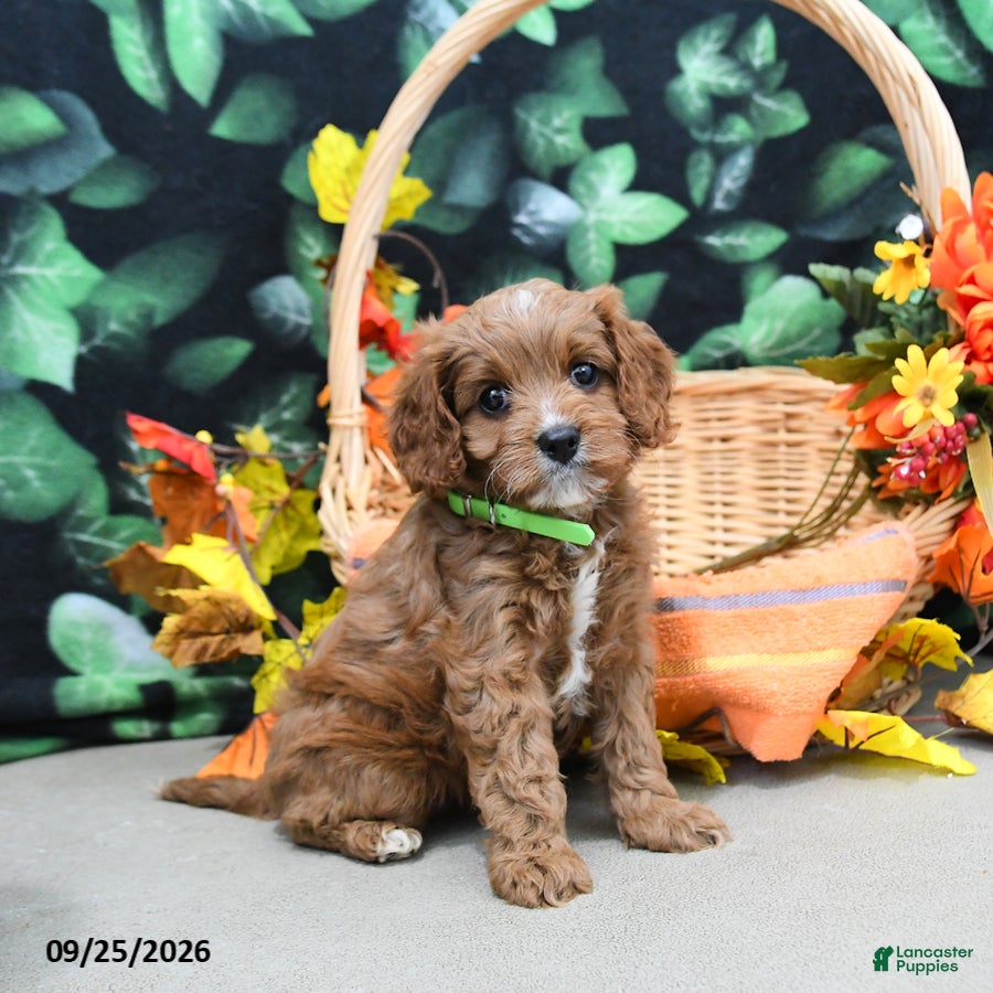 Cavapoo dogs Barbie - Ad 2