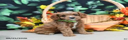 Cavapoo dogs for sale: Barbie - Ad 2