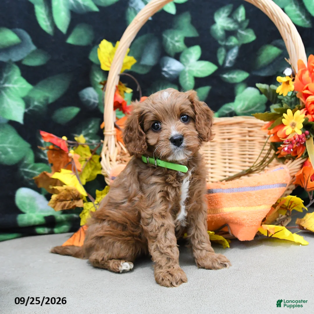 Cavapoo dogs for sale: Barbie - Ad 2