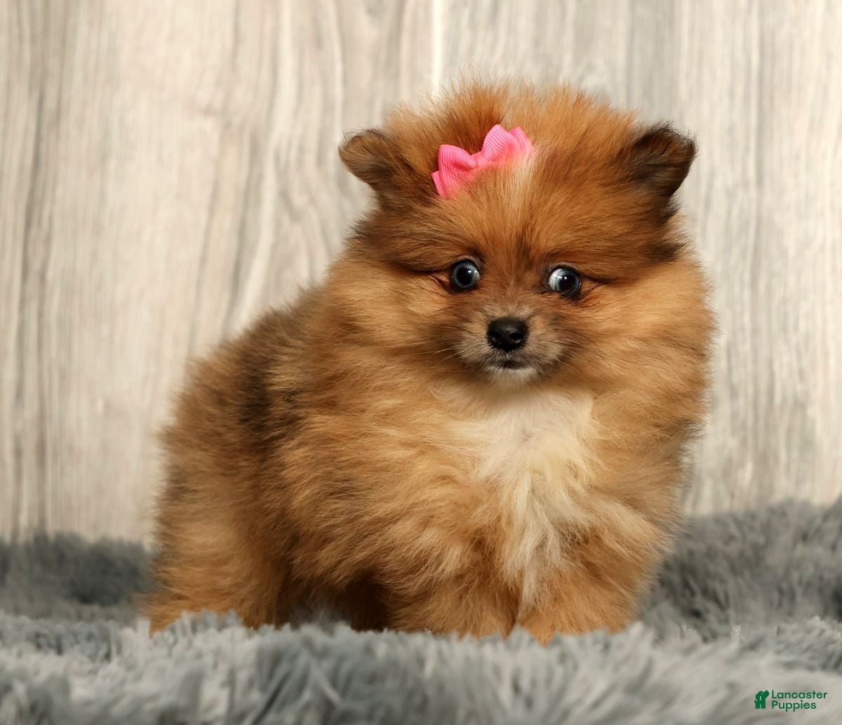 Pomeranian dogs Happy - Ad 2