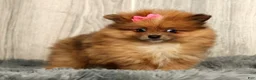 Pomeranian dogs for sale: Happy - Ad 3