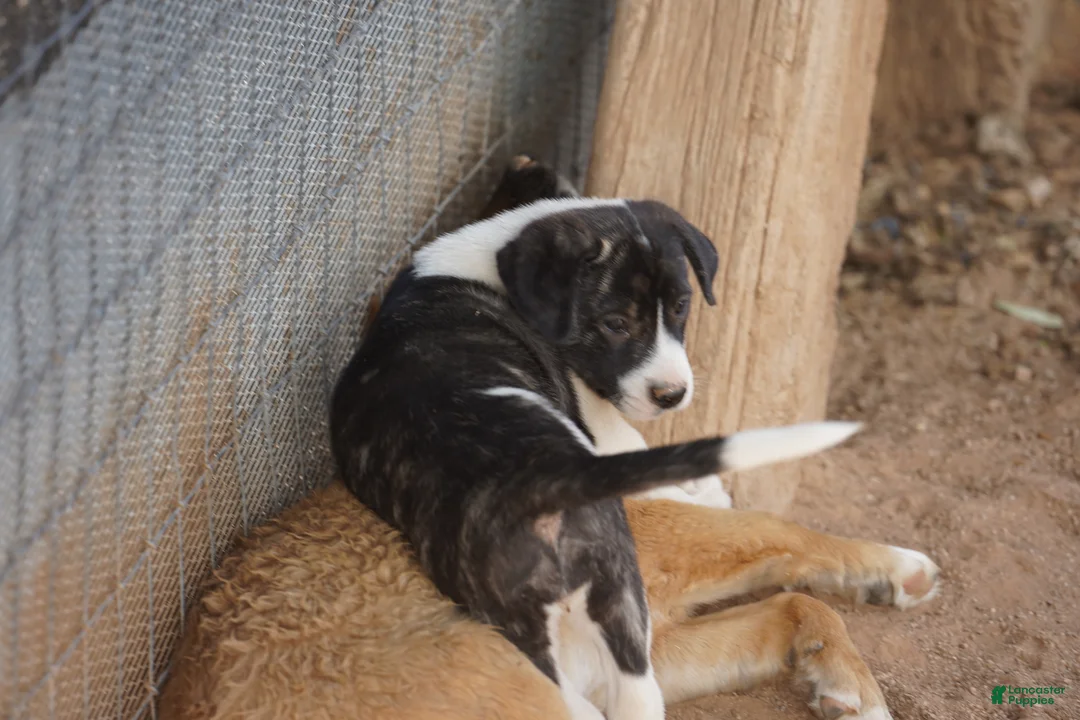 Mixed Breed dogs for sale: Bansky Pinto F - Ad 2