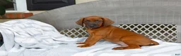 Redbone Coonhound dogs for sale: Blaze - Ad 3