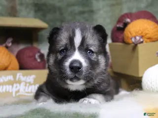 Siberian Husky dogs Red - Ad 35
