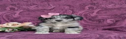 Corgipoo dogs for sale: Cassie - Ad 2