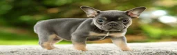 French Bulldog dogs for sale: Fancy - Ad 1