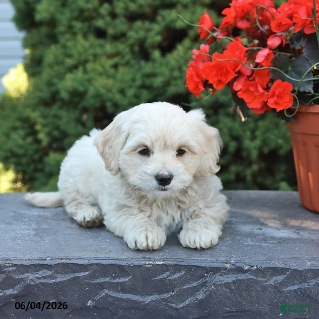Mixed Breed dogs for sale: Felix - Ad 2