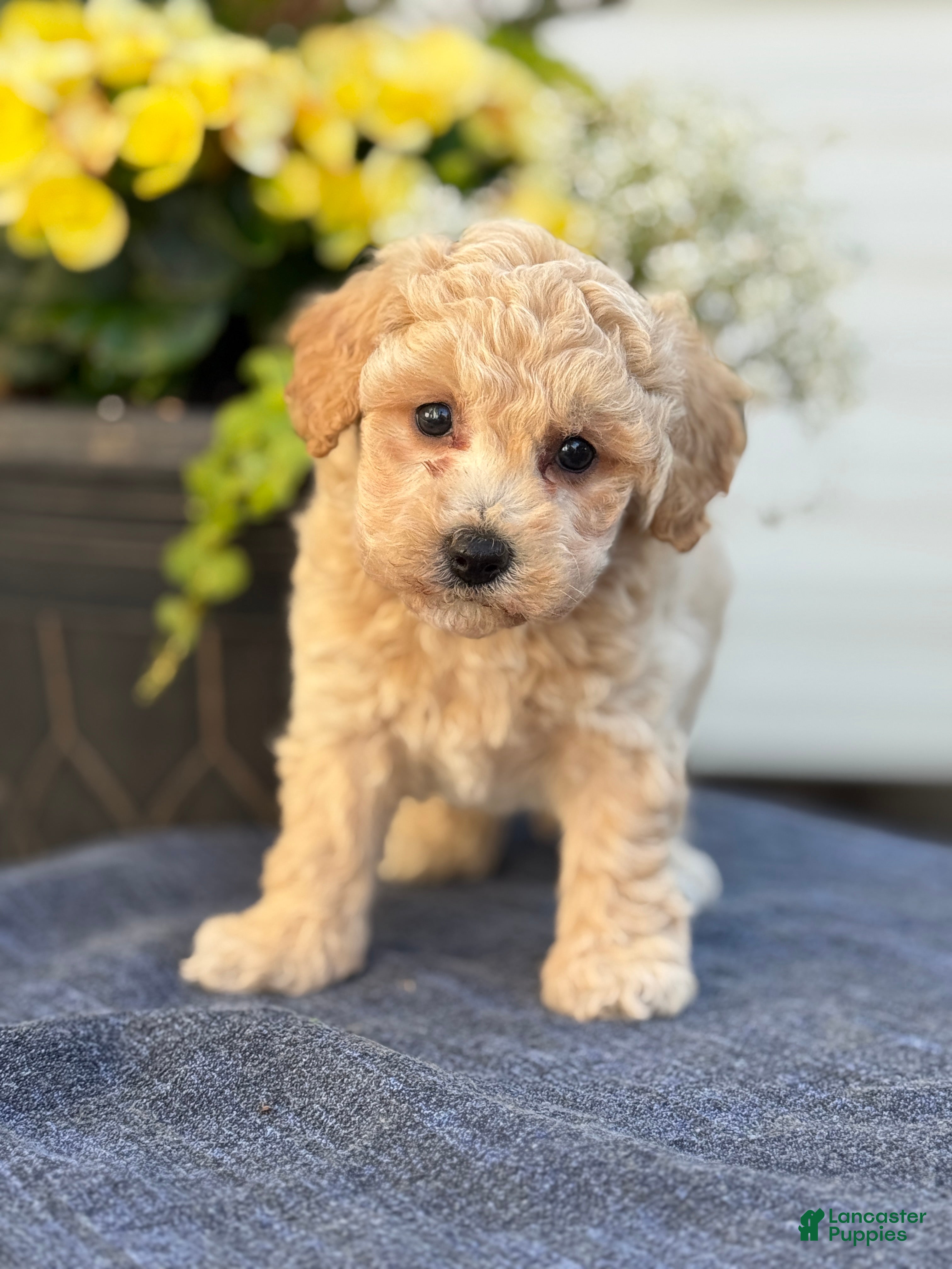 Bichpoo dogs for sale: Faye - Ad 3