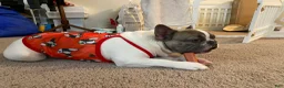 French Bulldog dogs for sale: French Bulldog Puppy 1 - Ad 16