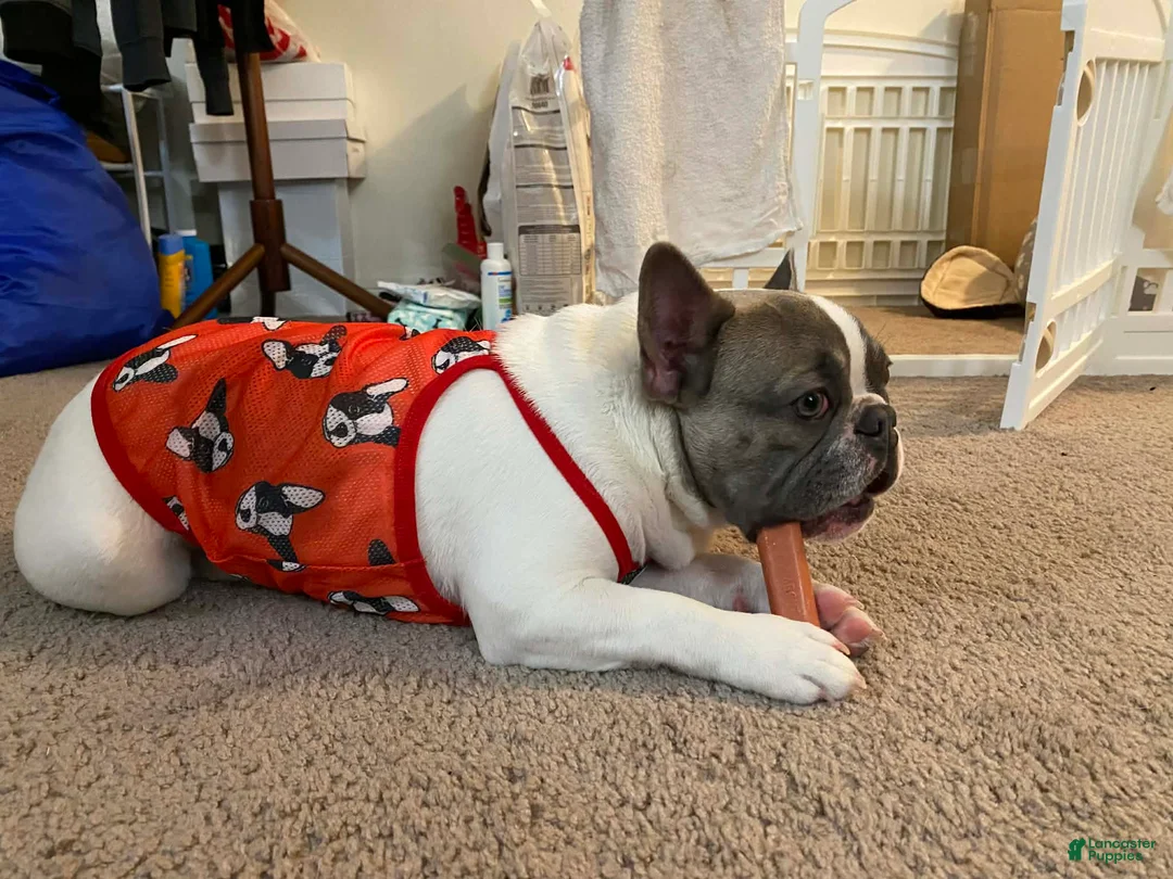 French Bulldog dogs for sale: French Bulldog Puppy 1 - Ad 16
