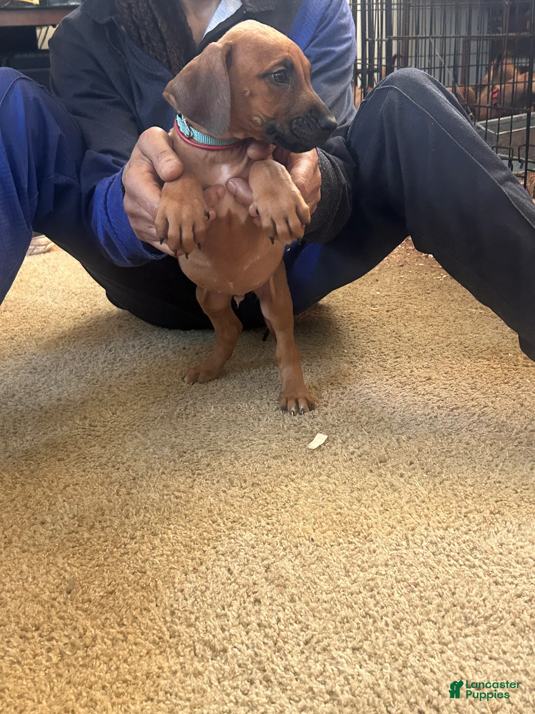 Rhodesian Ridgeback dogs for sale: Rhodesian Ridgeback Puppy 1 sky blue collar - Ad 3