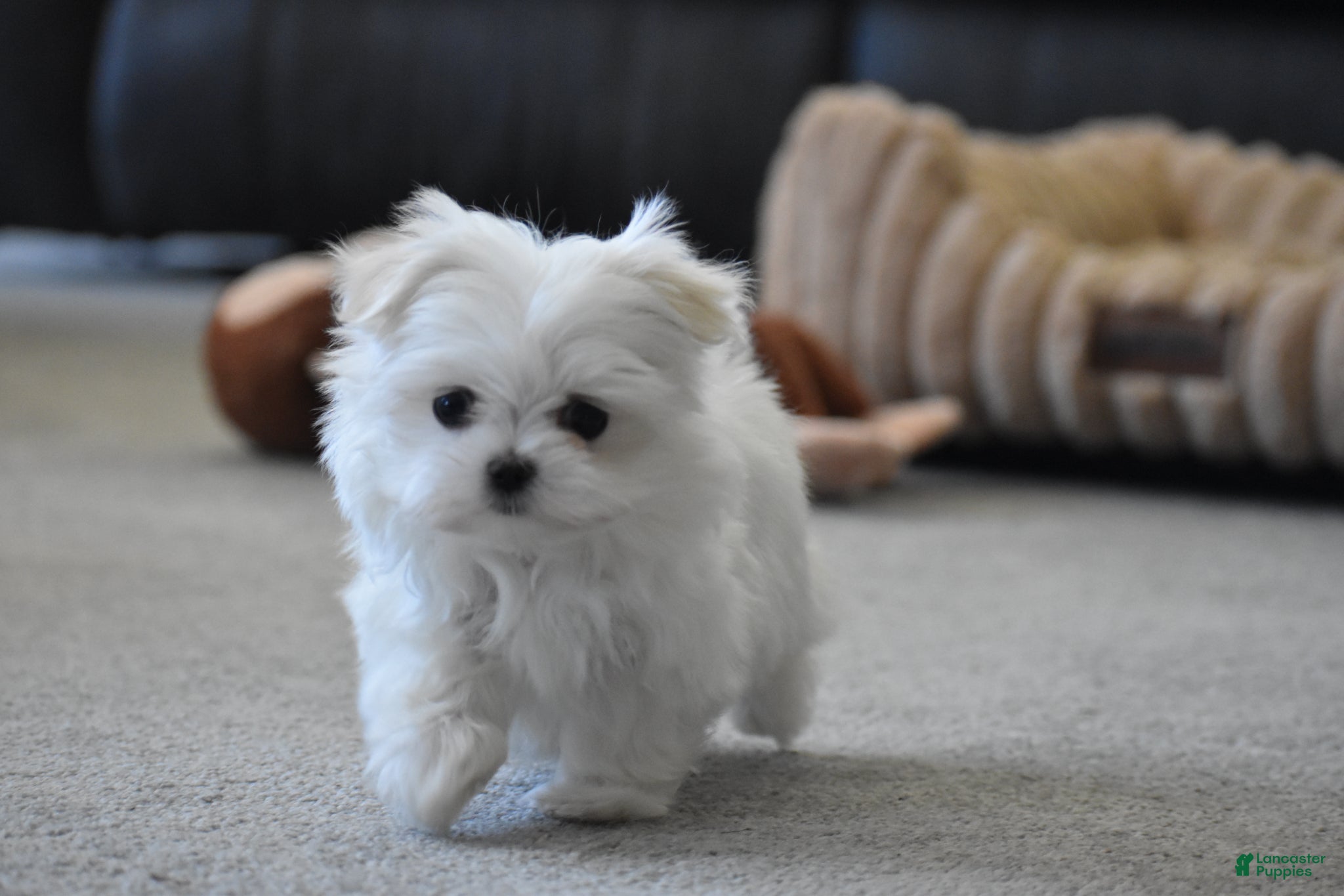 Maltese dogs Tiny - Ad 1