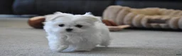 Maltese dogs for sale: Tiny - Ad 1