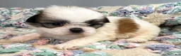 Shih Tzu dogs for sale: Shih Tzu 8 - Ad 2