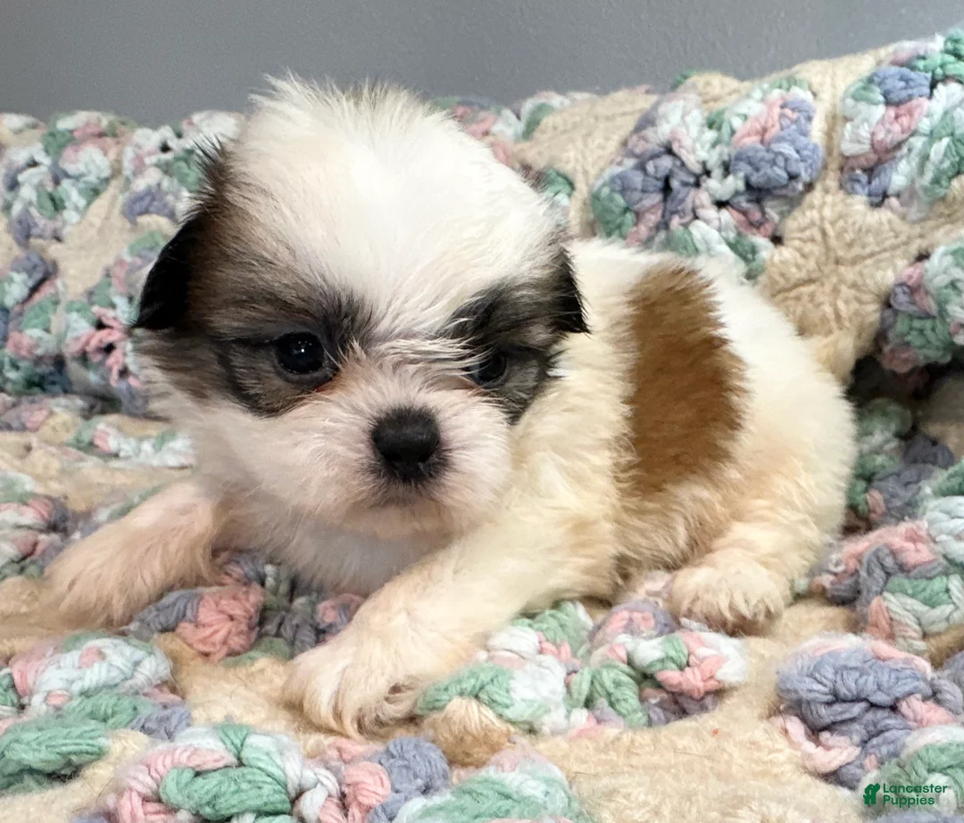 Shih Tzu dogs for sale: Shih Tzu 8 - Ad 2
