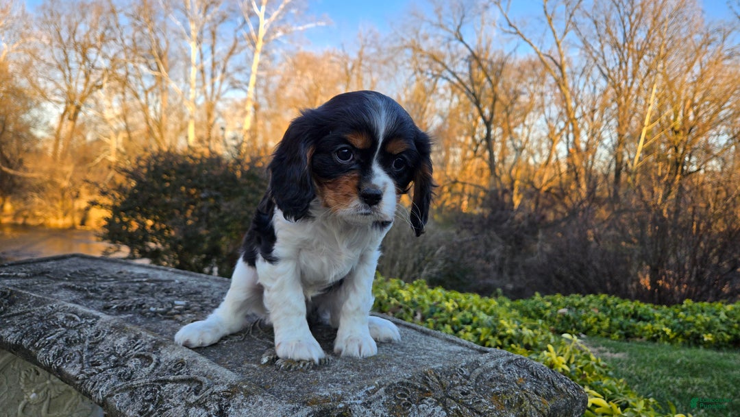 Cavalier King Charles Spaniel dogs for sale: Vivian - Ad 8
