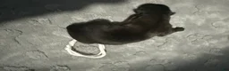 Belgian Malinois dogs for sale: White Collar - Ad 2