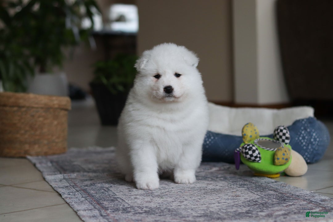 Samoyed dogs for sale: June - Ad 15