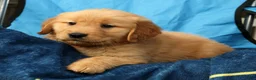 Golden Retriever dogs for sale: Andre - Ad 6