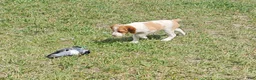 Brittany Spaniel dogs for sale: Brittany Spaniel 1 - Ad 4