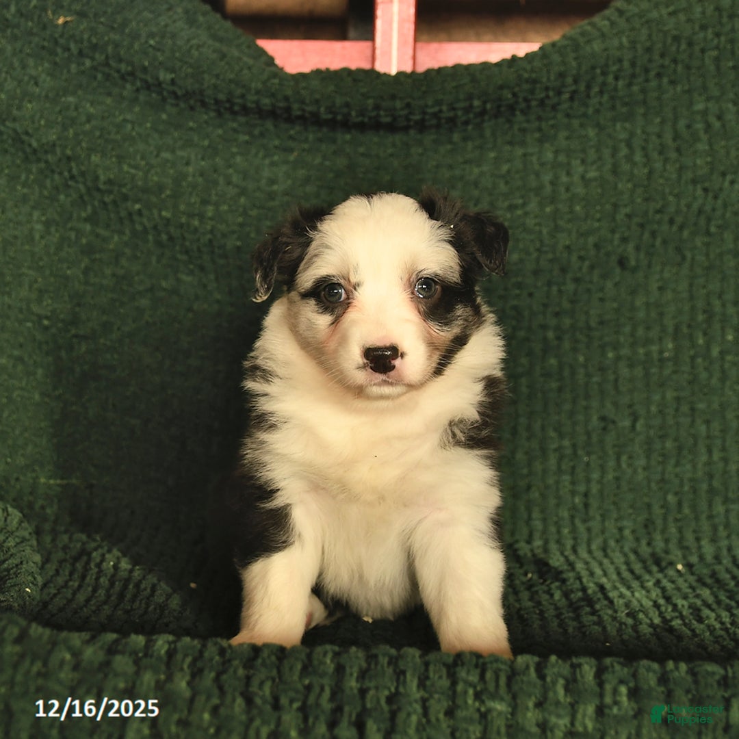 Australian Shepherd dogs for sale: Carli  - Ad 4