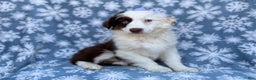 Miniature Australian Shepherd dogs for sale: Peanut - Ad 4
