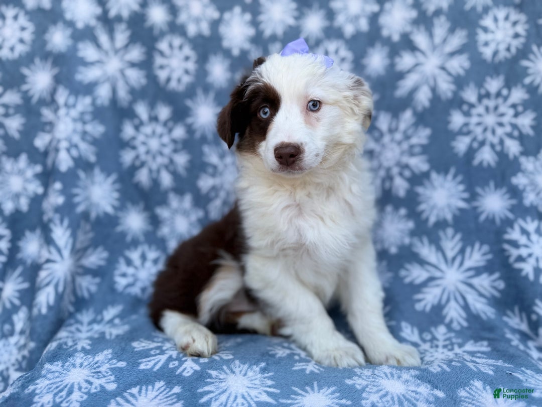 Miniature Australian Shepherd dogs for sale: Peanut - Ad 4