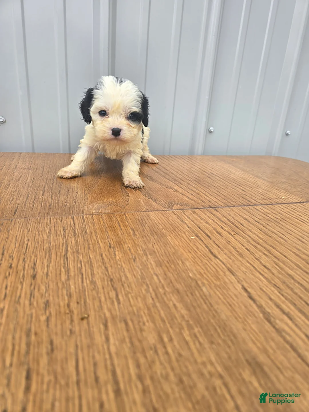 Cavapoo dogs for sale: Barbie - Ad 2