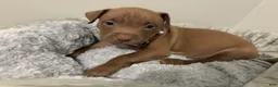 American Pit Bull Terrier dogs for sale: Amber - Ad 14
