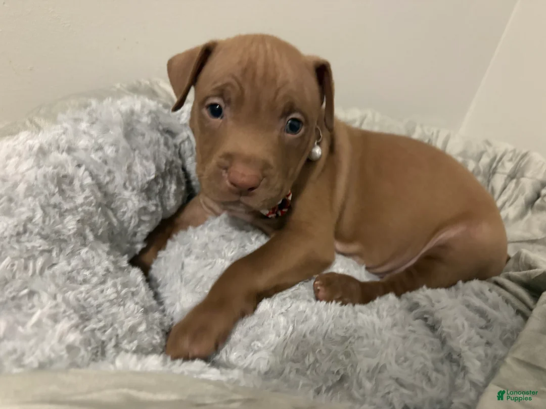 American Pit Bull Terrier dogs for sale: Amber - Ad 14