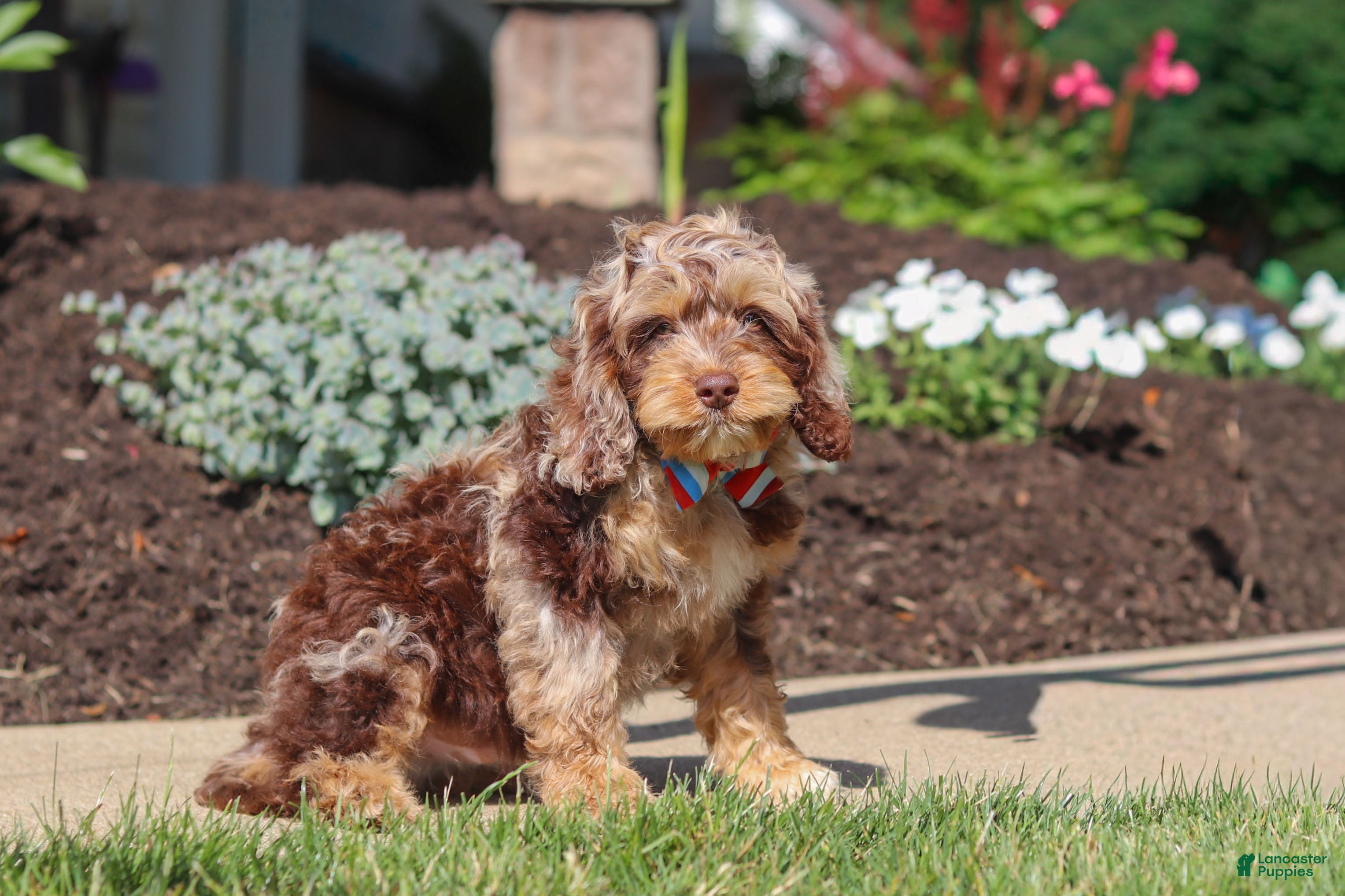 Cockapoo dogs Maverick - Ad 2