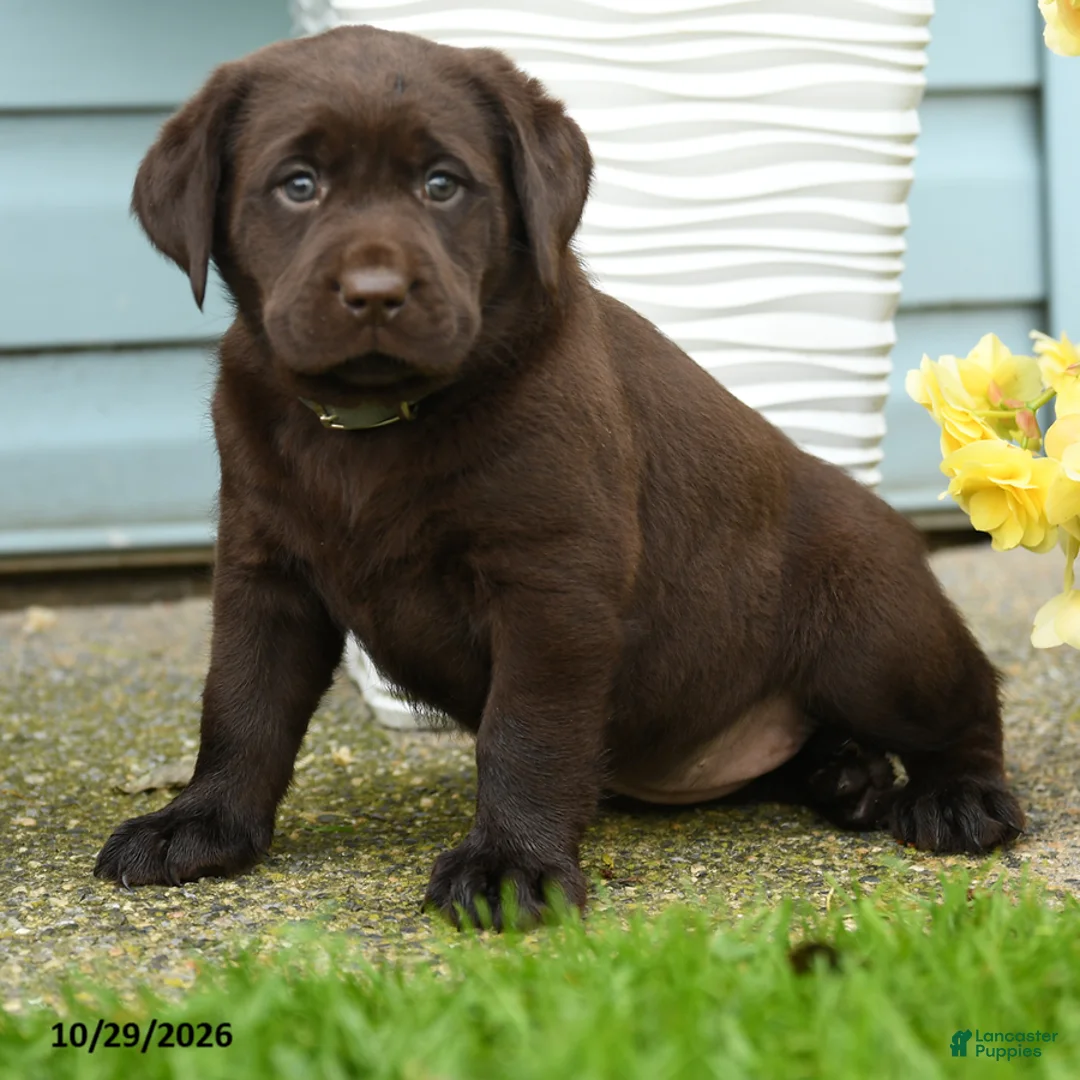 Labrador Retriever dogs for sale: Carolina - Ad 1