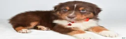 Australian Shepherd dogs for sale: Blake - Ad 9
