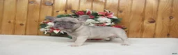 French Bulldog dogs for sale: AKC Sunny - Ad 2