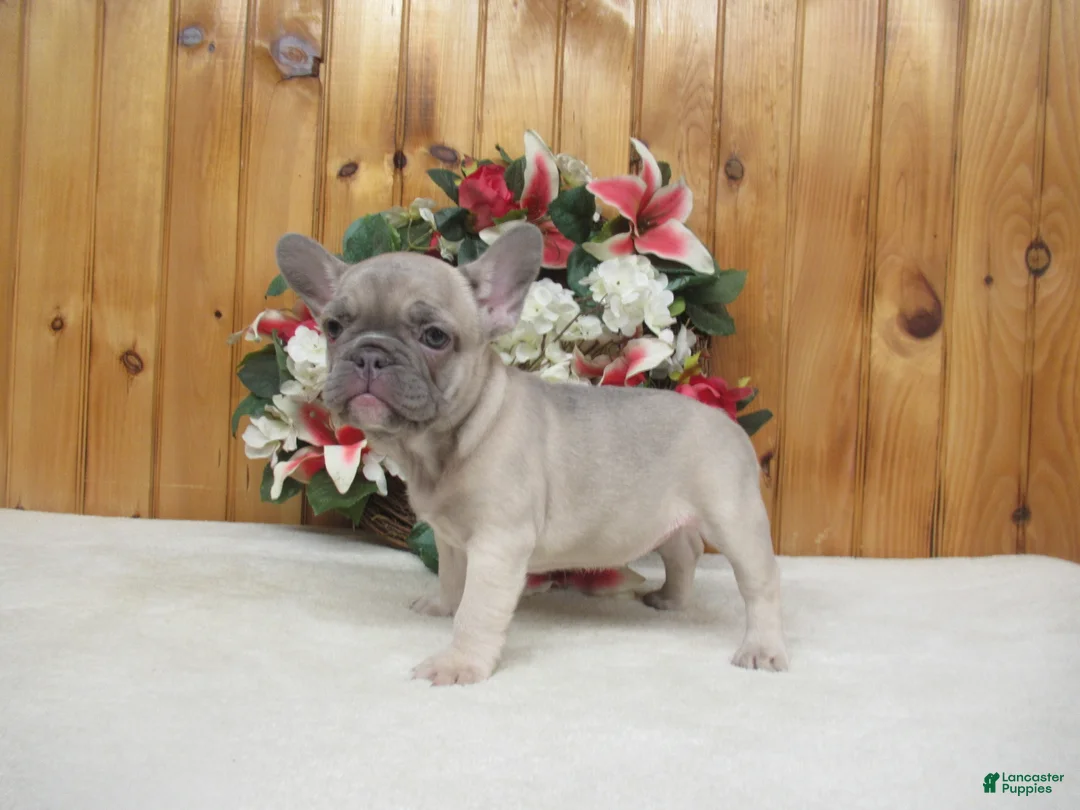 French Bulldog dogs for sale: AKC Sunny - Ad 2