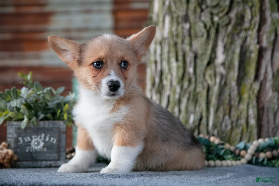 Welsh Corgi Pembroke dogs for sale: Trixie - Ad 3