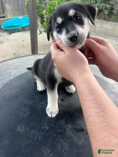 Goberian dogs Goberian Puppy 5 (Black) - Ad 15