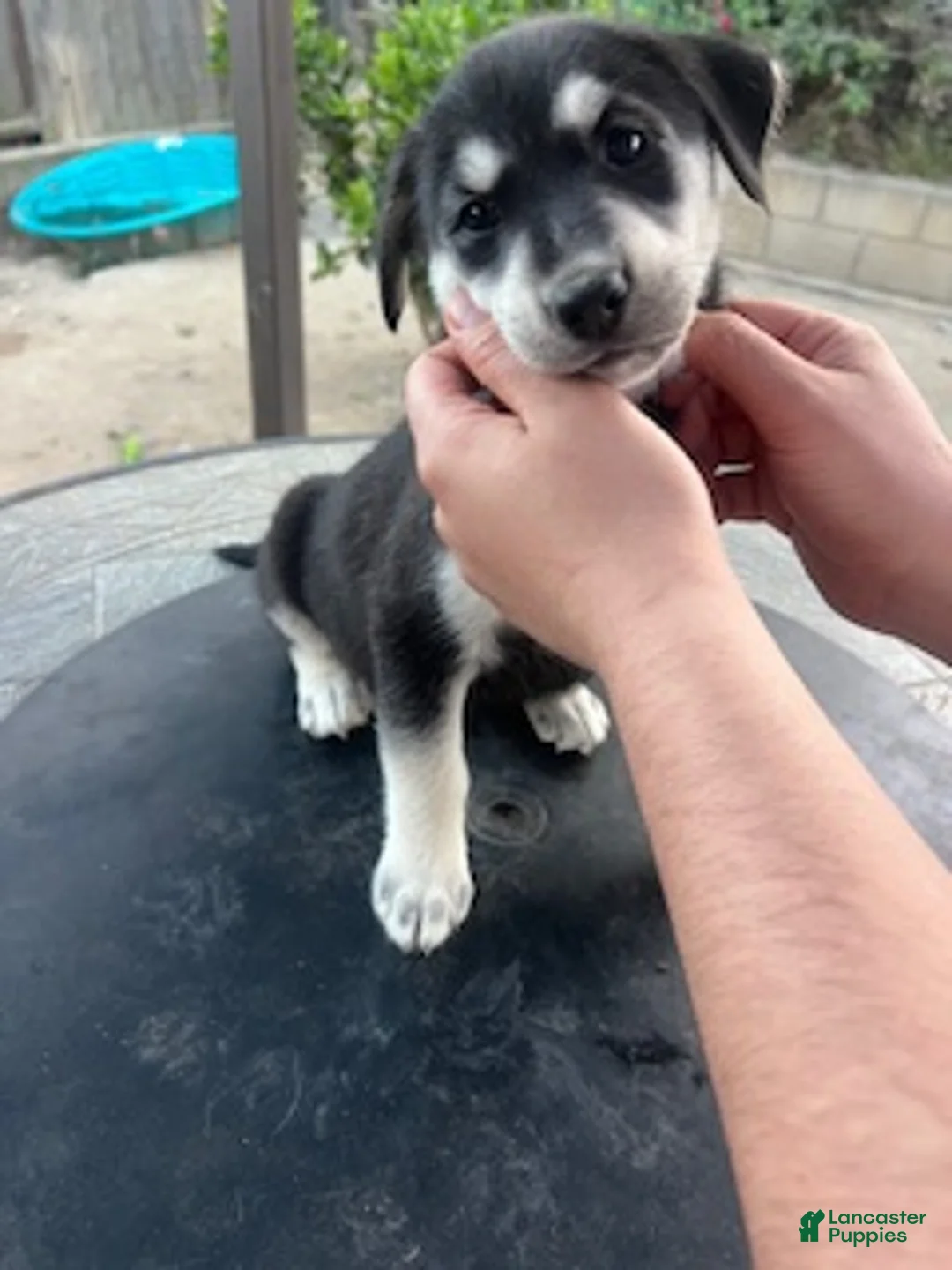 Goberian dogs for sale: Goberian Puppy 5 (Black) - Ad 1