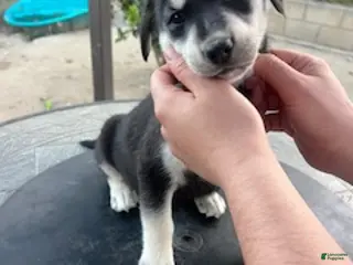 Goberian dogs Goberian Puppy 5 (Black) - Ad 15