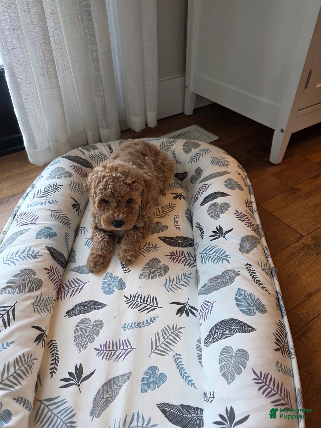 Mini Goldendoodle dogs for sale: Sky - Ad 2