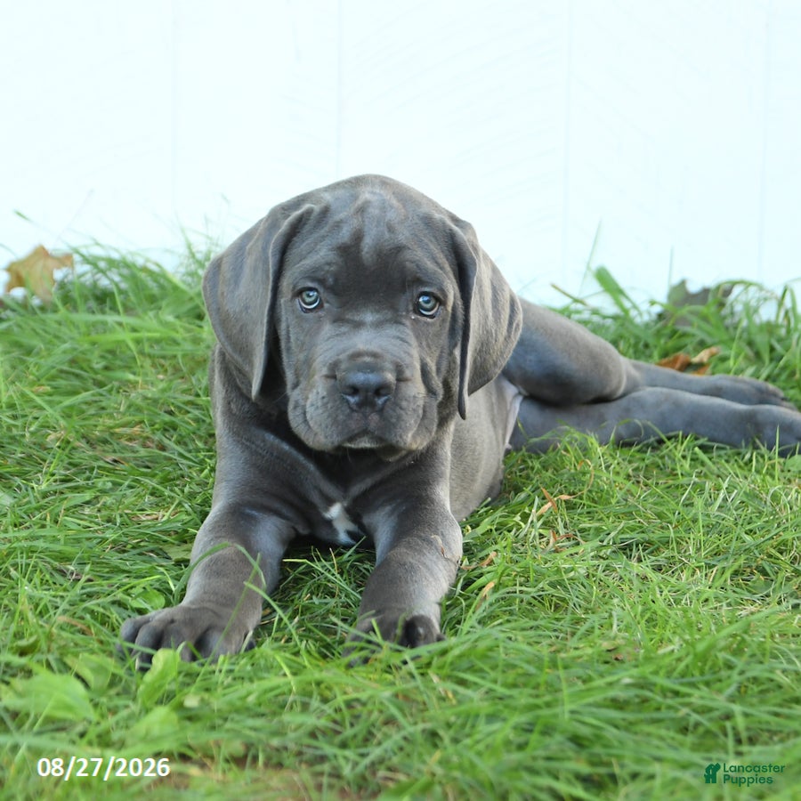 Cane Corso dogs River - Ad 2