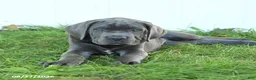 Cane Corso dogs for sale: River - Ad 2