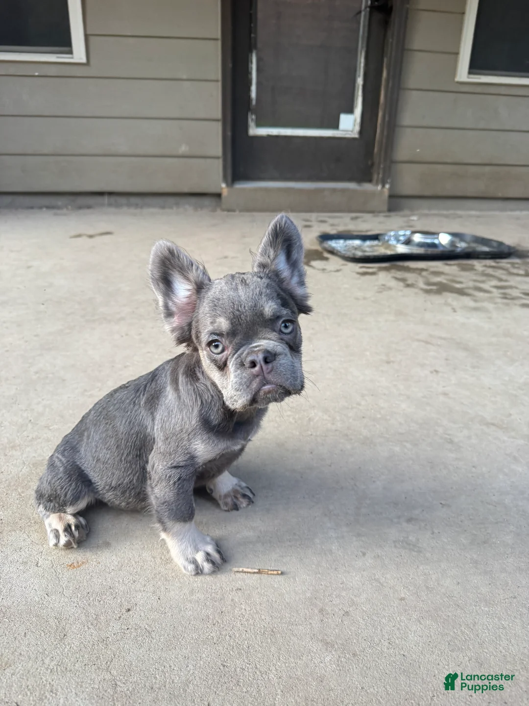 French Bulldog dogs for sale: French Bulldog 6 - Ad 2