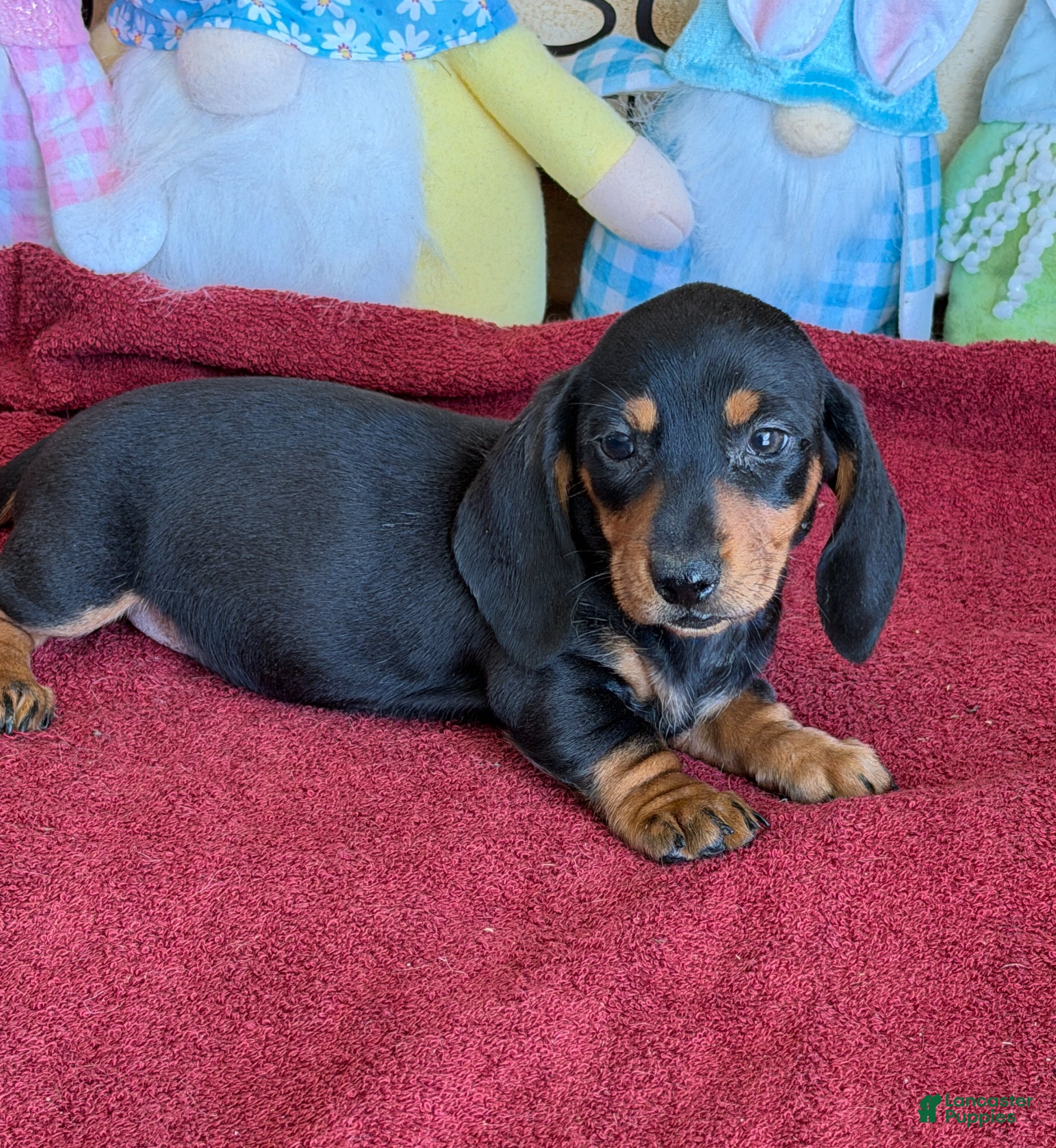 Miniature Dachshund dogs for sale: Zipper - Ad 3
