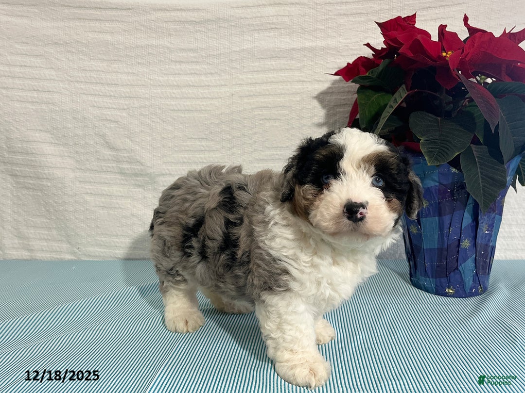 Mini Aussiedoodle dogs for sale: Marshall - Ad 3