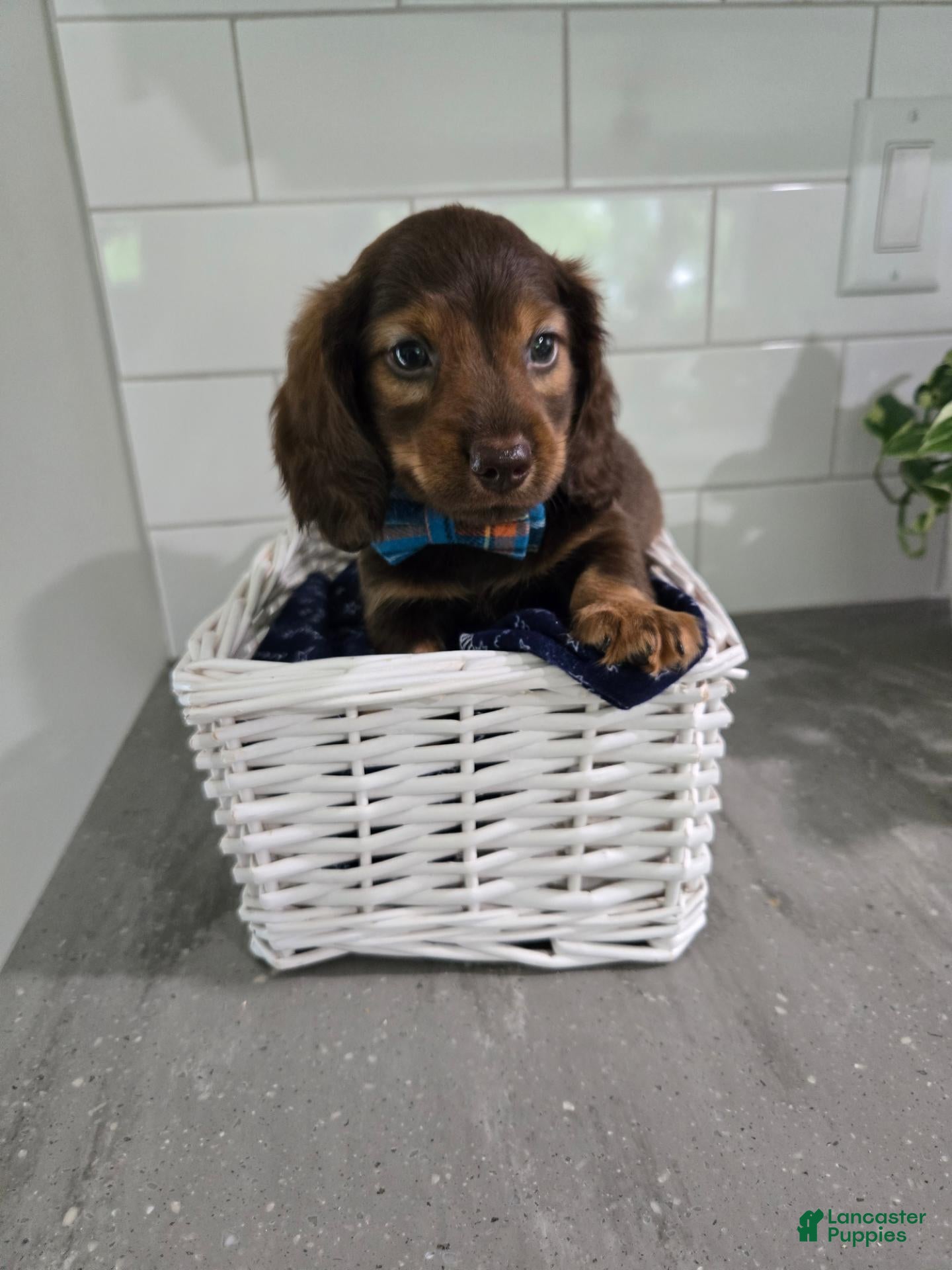 Miniature Dachshund dogs Miniature Dachshund 4 - Ad 2