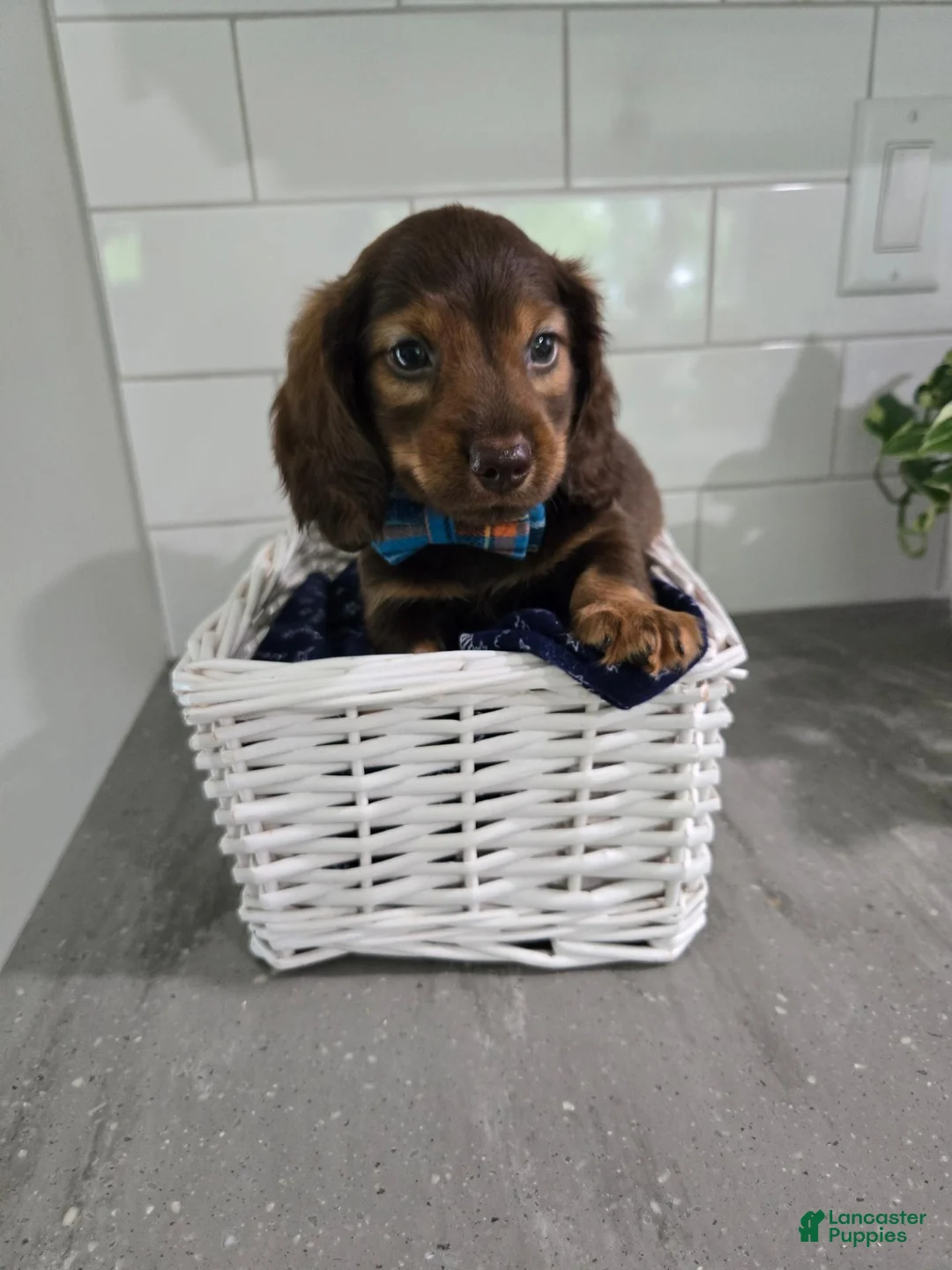 Miniature Dachshund dogs for sale: Miniature Dachshund 4 - Ad 2